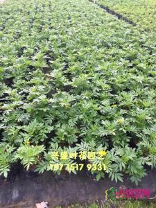 孔雀草